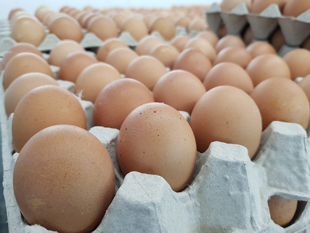 eggs