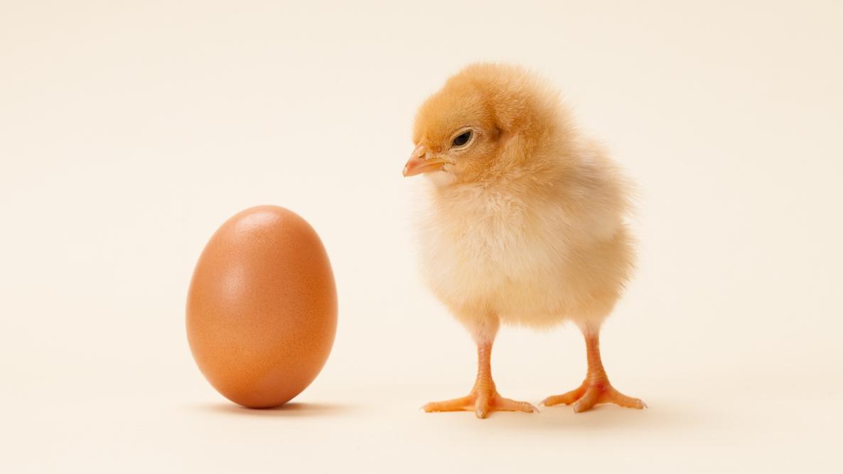 chicks