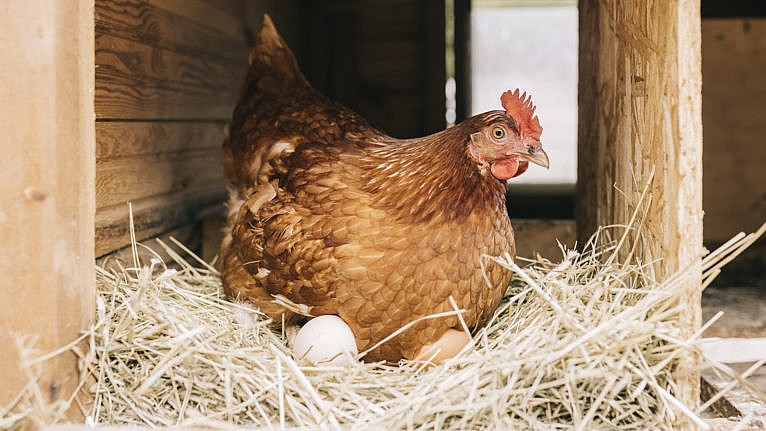 chickens
