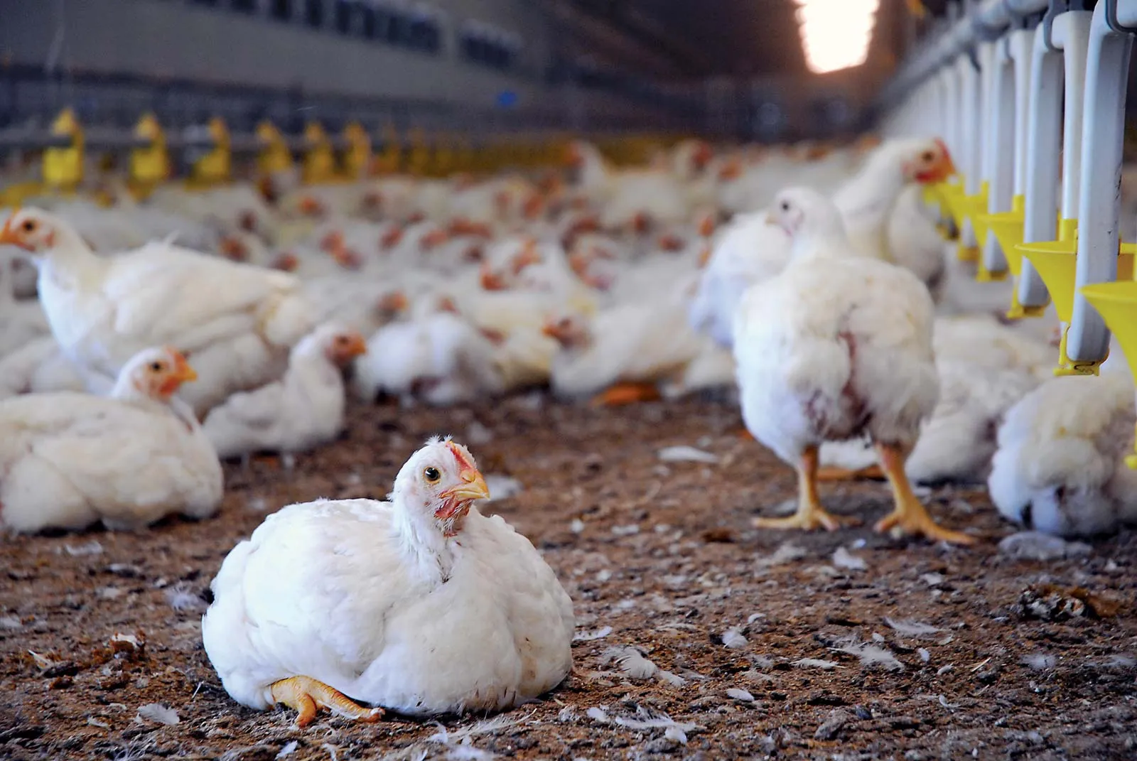 chickens