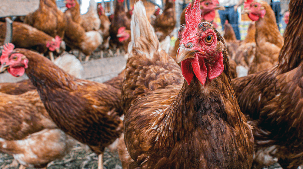 chickens