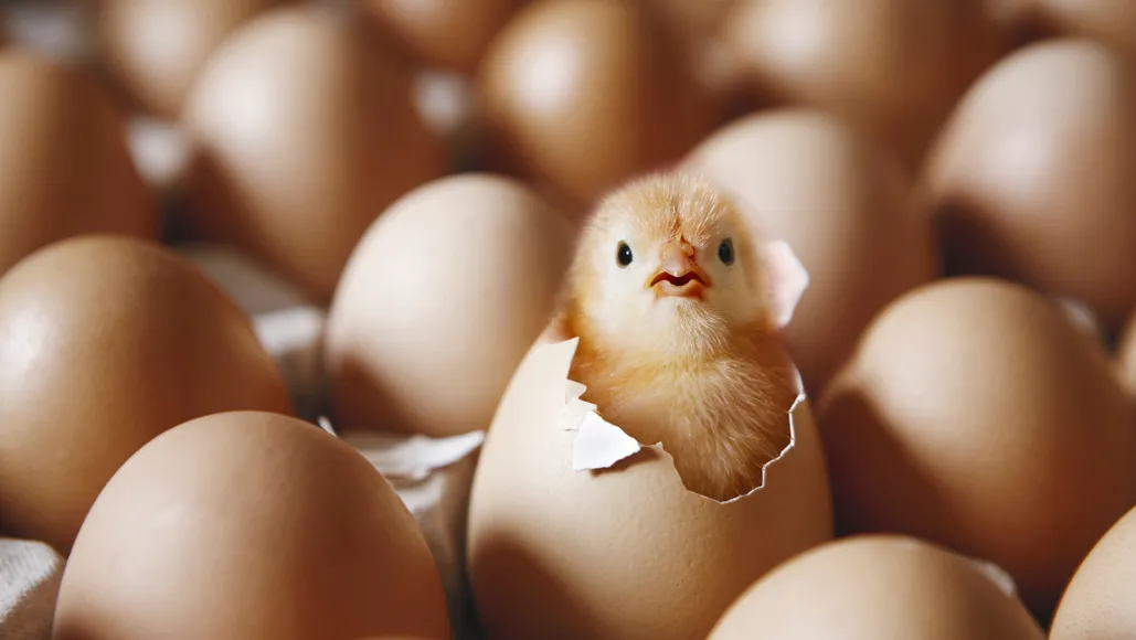 chicks