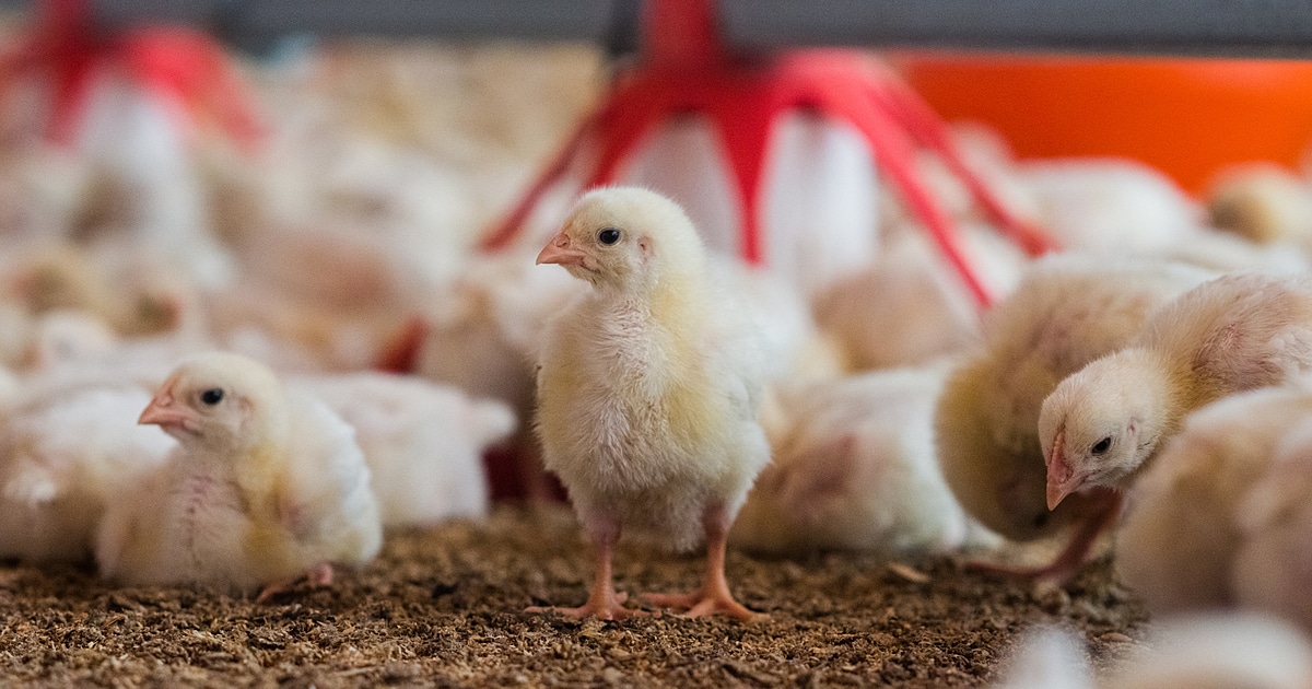 chicks