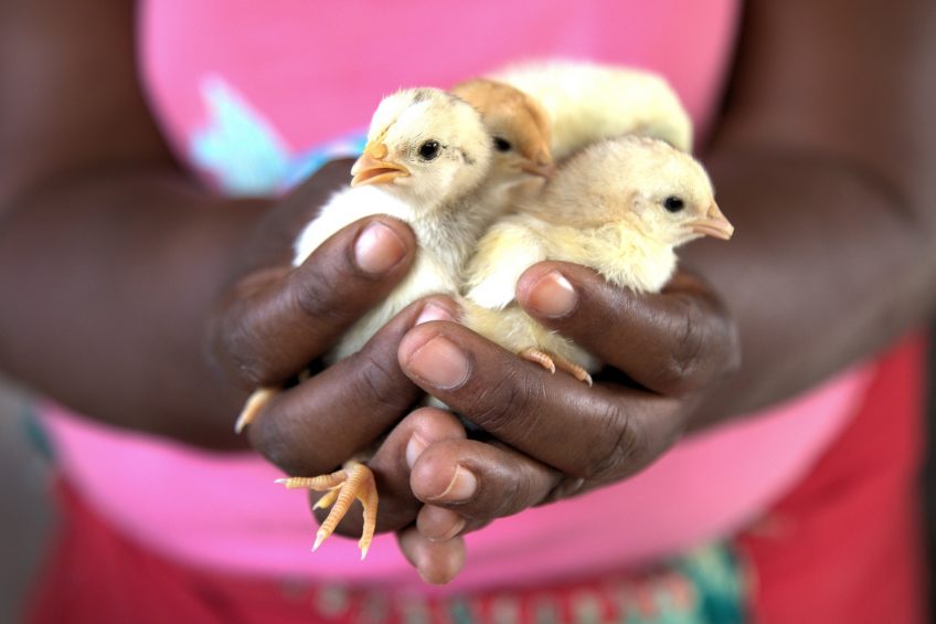 chicks