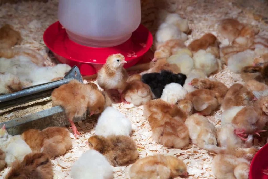 chicks