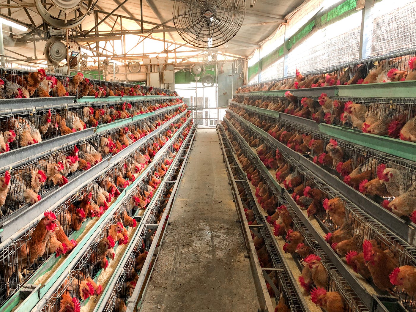 chickens